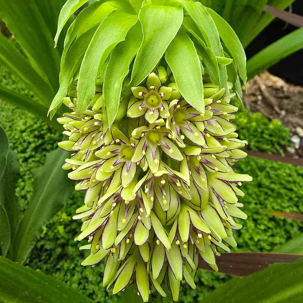 Pineapple Lily - Image 3