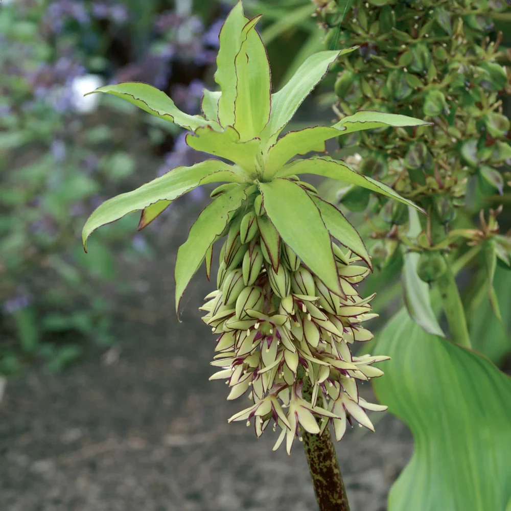 Pineapple Lily - Image 4