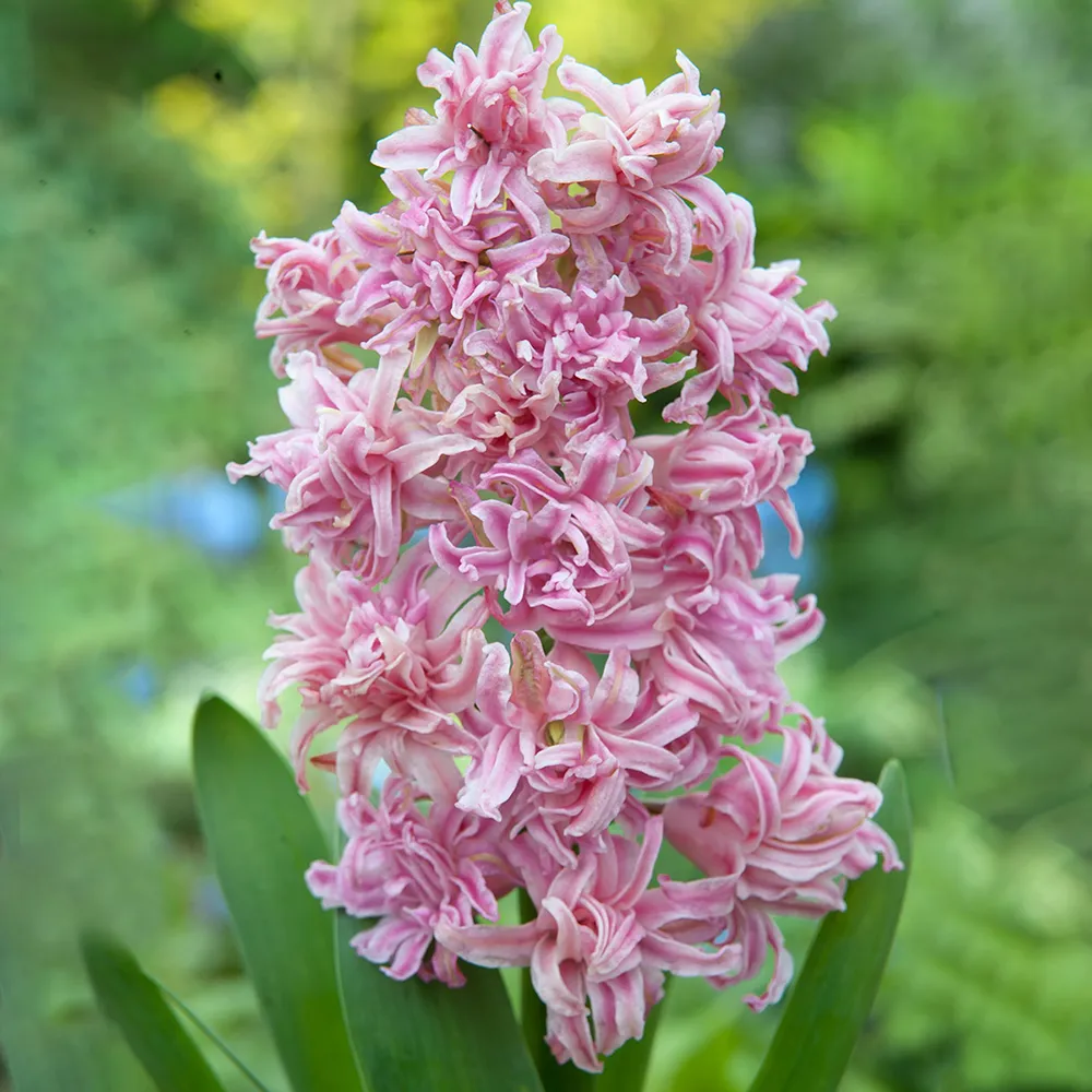 Pink Diamond UltraDouble™ Hyacinth