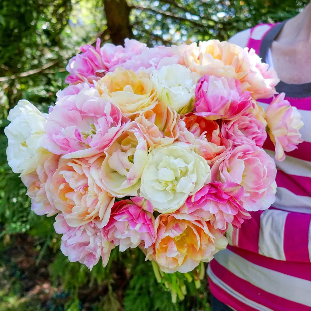 Pink Moscato Tulip Blend - Image 4