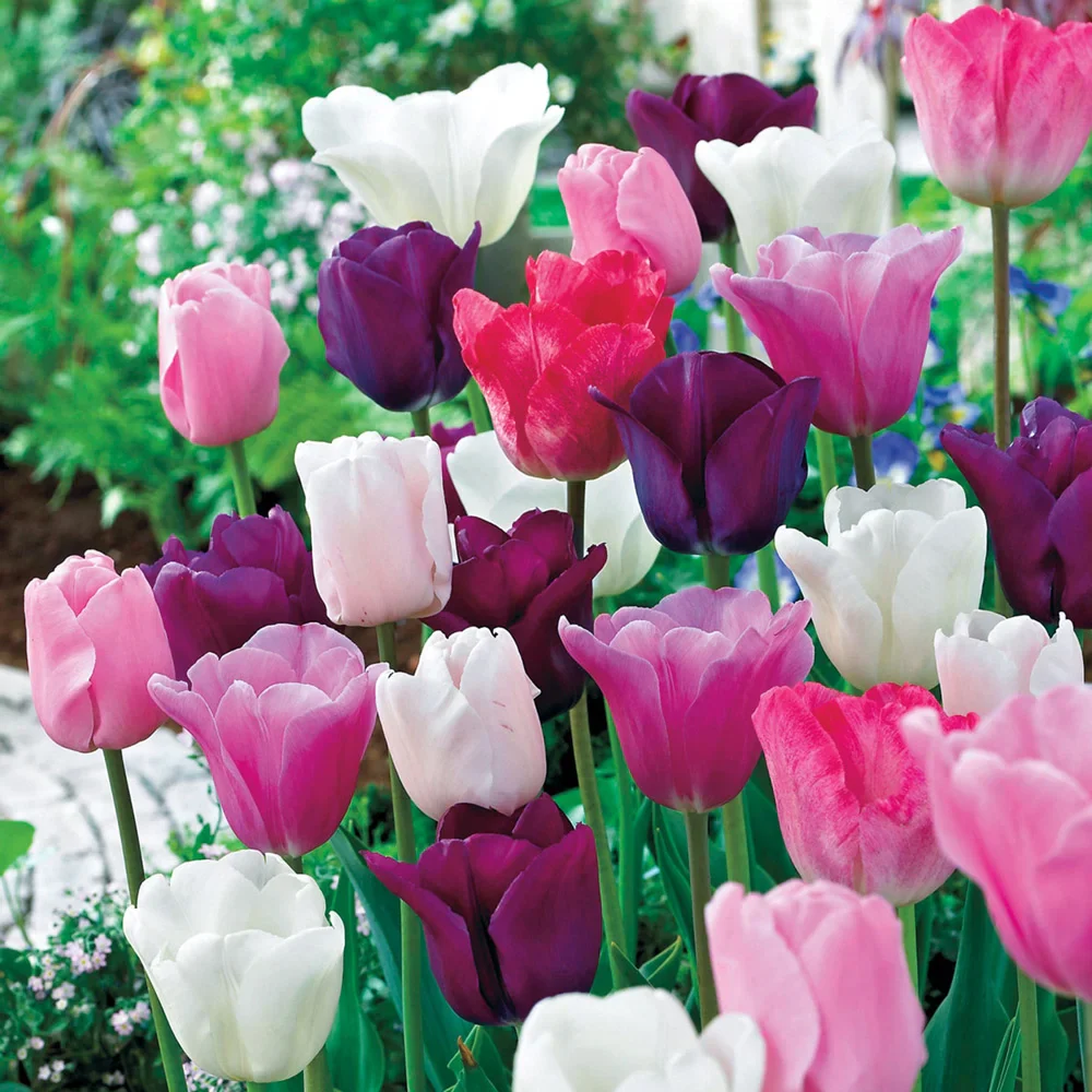 Plum Parade Tulip Mix