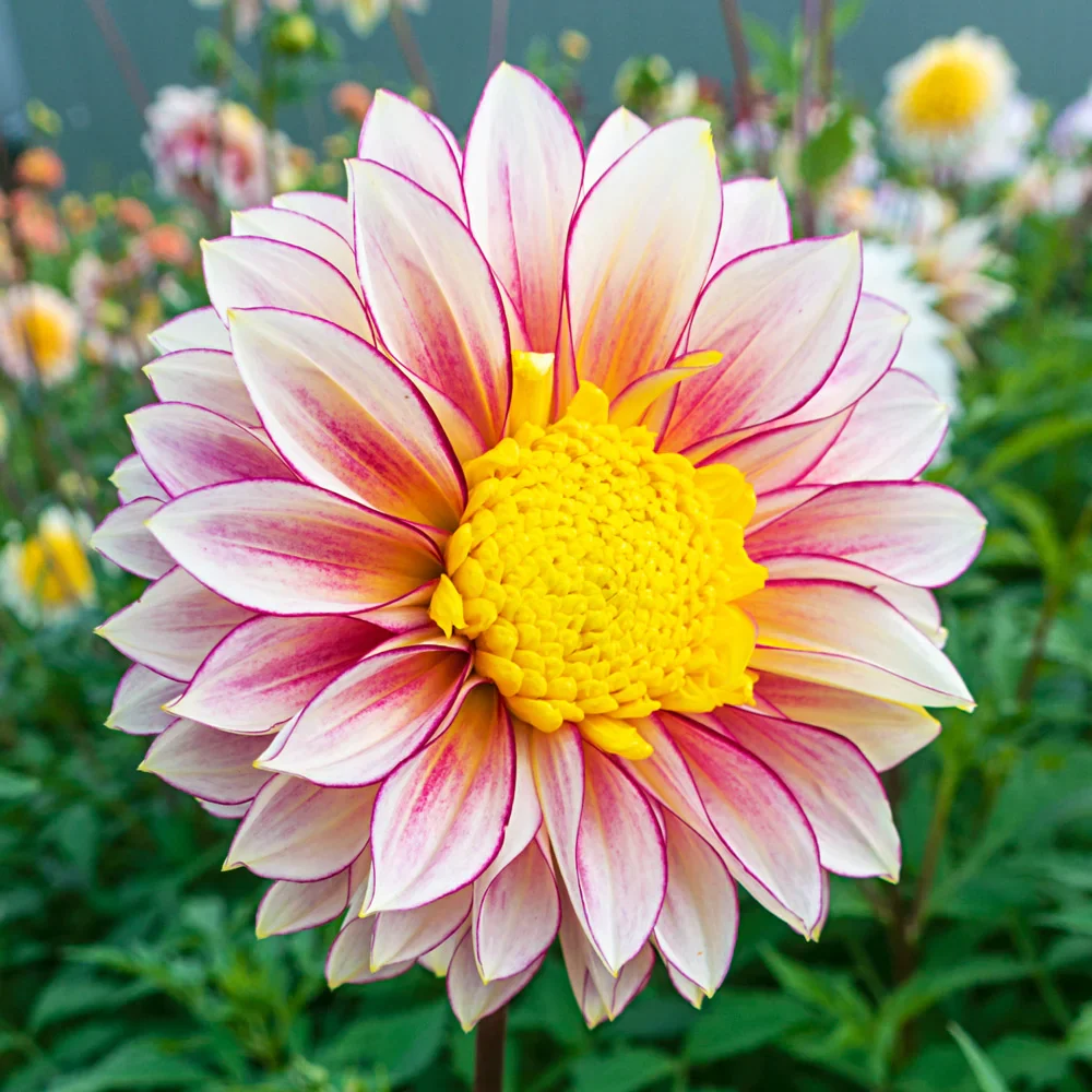 Powder-Puff Dahlia Polka - Image 2