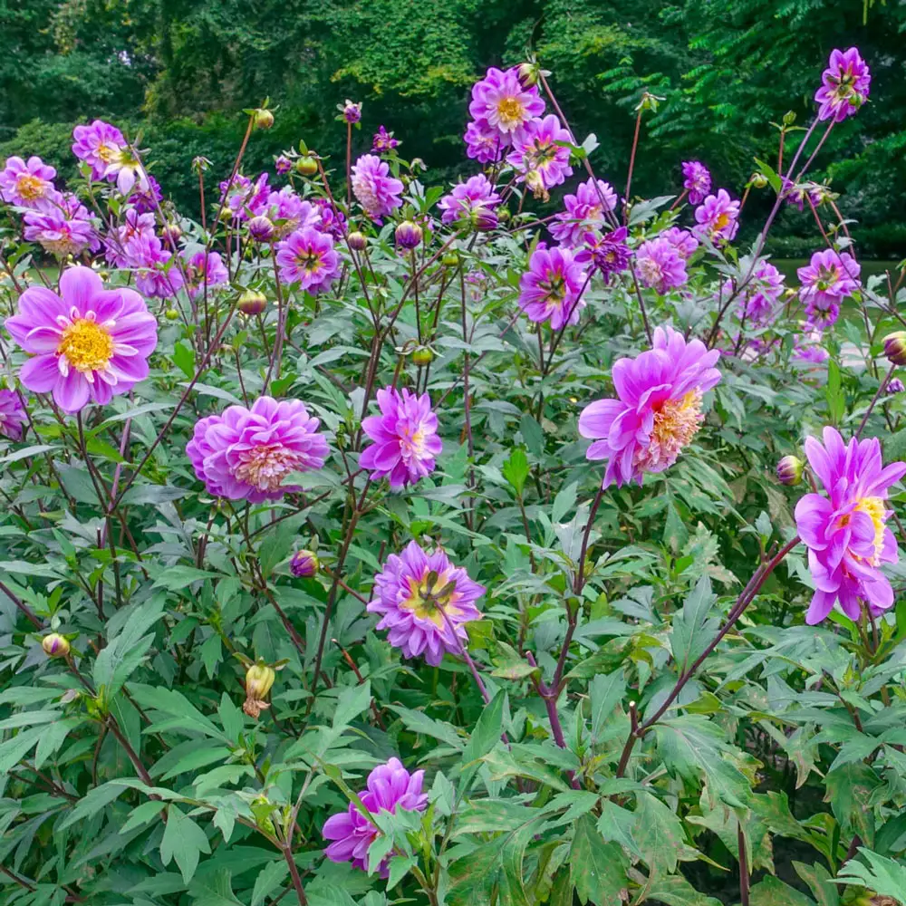 Powder-Puff Dahlia Take Off - Image 2