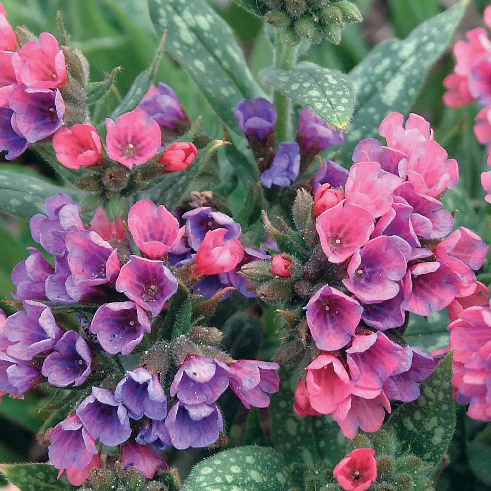 Pulmonaria Mary Mottram
