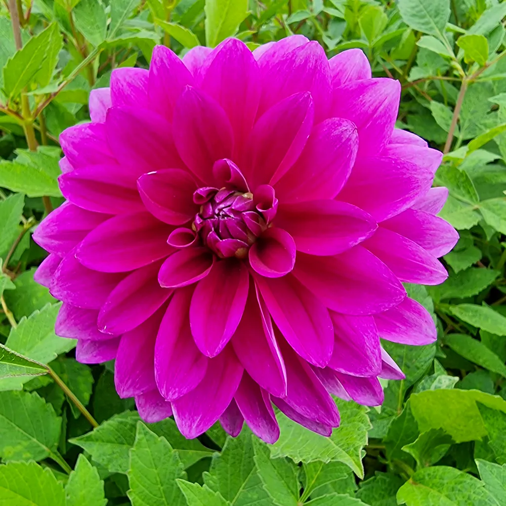Large Decorative Dahlia Le Baron - Image 3