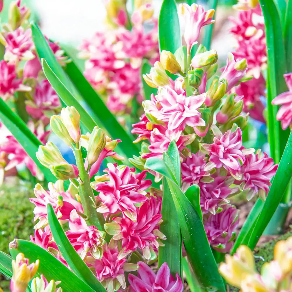 Rainbow Road UltraDouble™ Hyacinth - Image 2