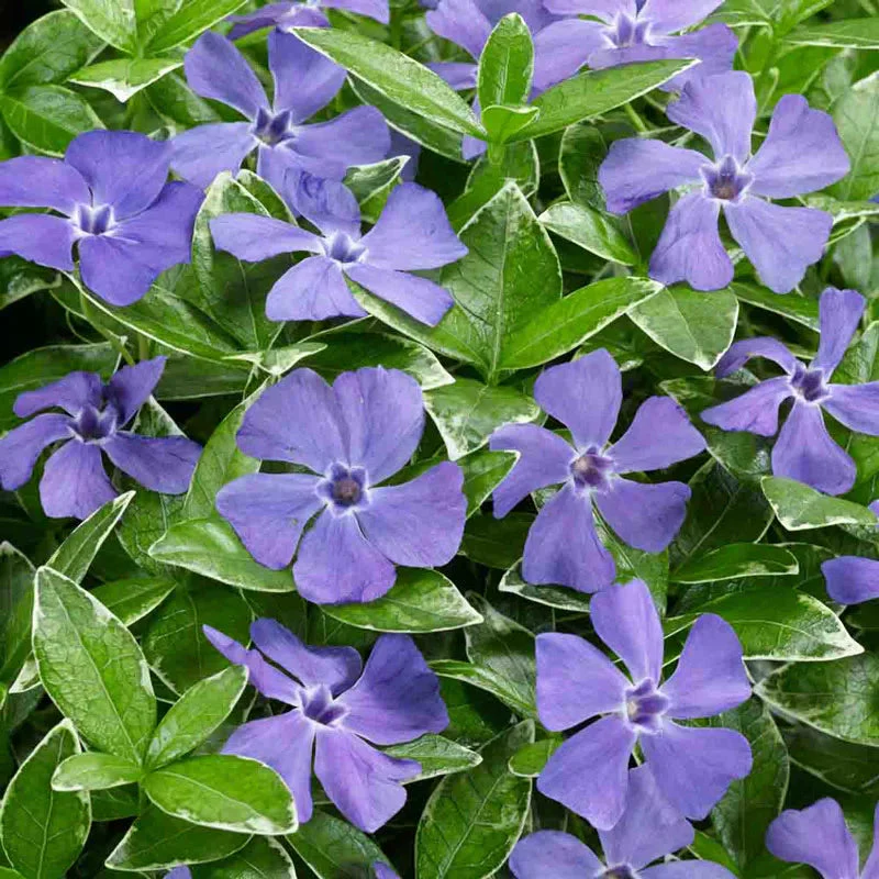 Ralph Shugert Vinca