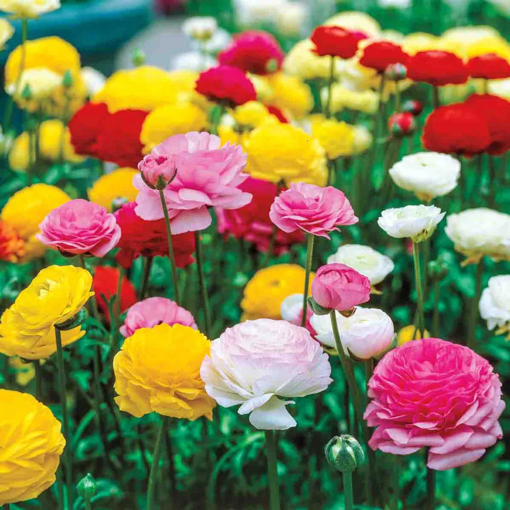 Ranunculus Mixed (Persian Buttercup) - Image 3
