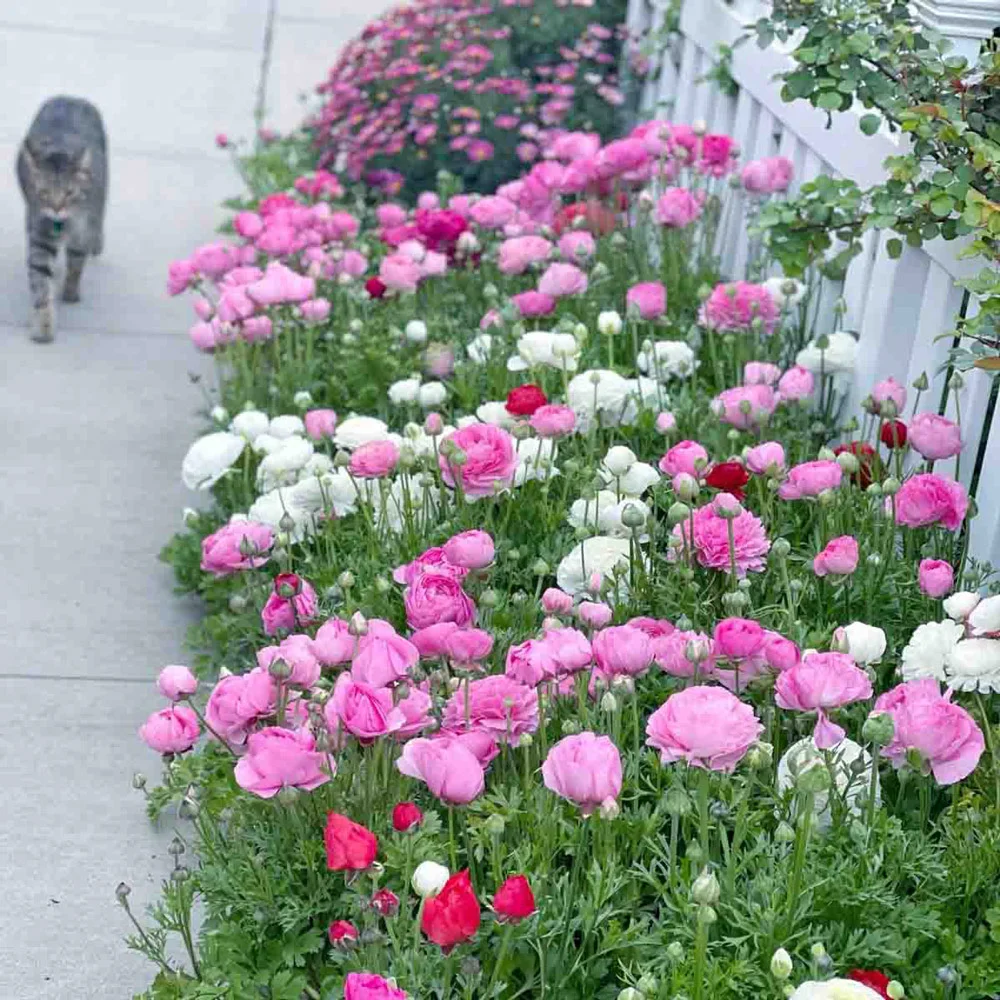 Ranunculus Mixed (Persian Buttercup) - Image 5