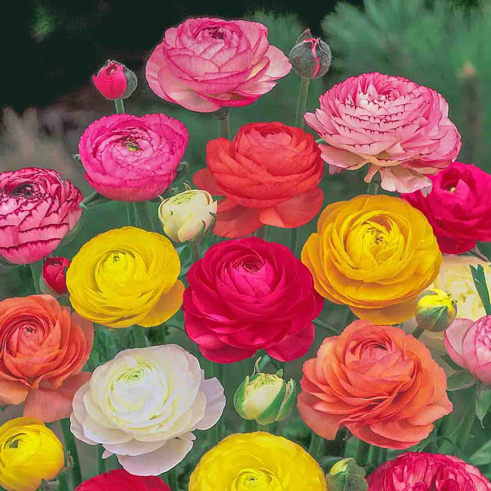 Ranunculus Mixed (Persian Buttercup) - Image 6