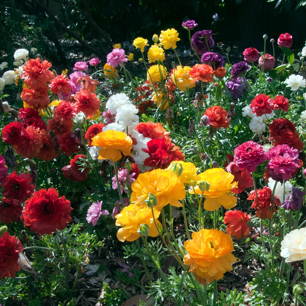 French Peony Ranunculus Mix - Image 4