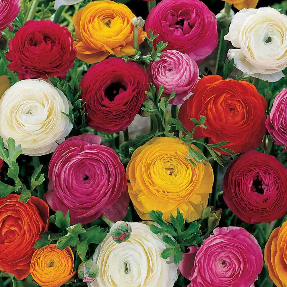 French Peony Ranunculus Mix - Image 5