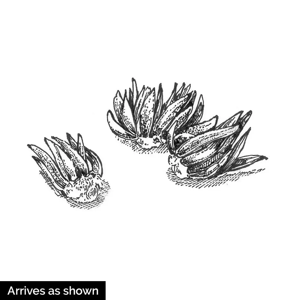 French Peony Ranunculus Mix - Image 6