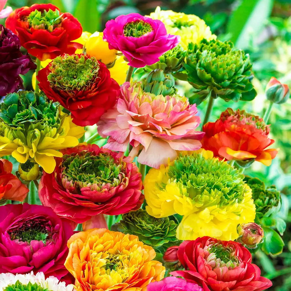 Ranunculus Mirabelle Vert Mix