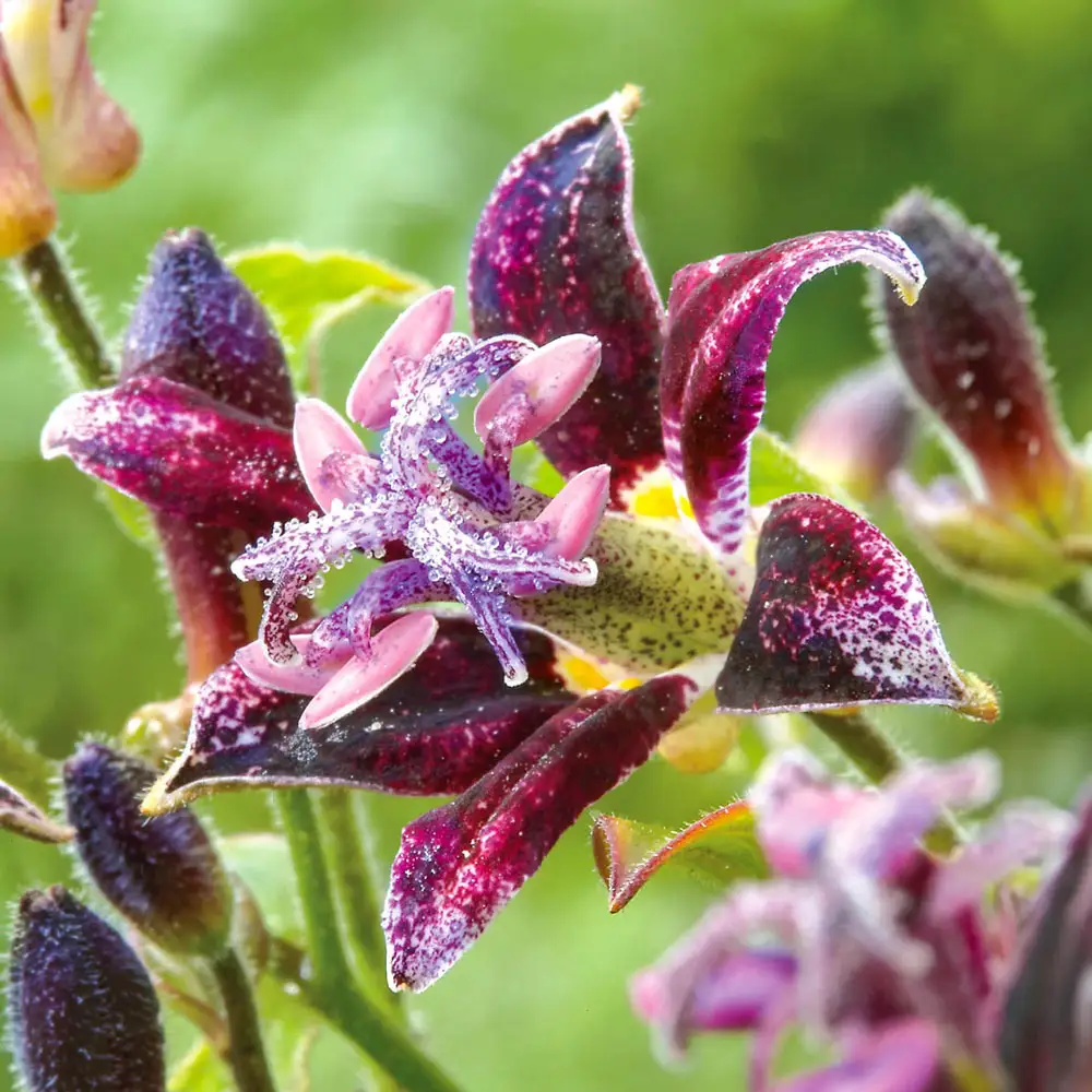 Toad Lily Raspberry Mousse