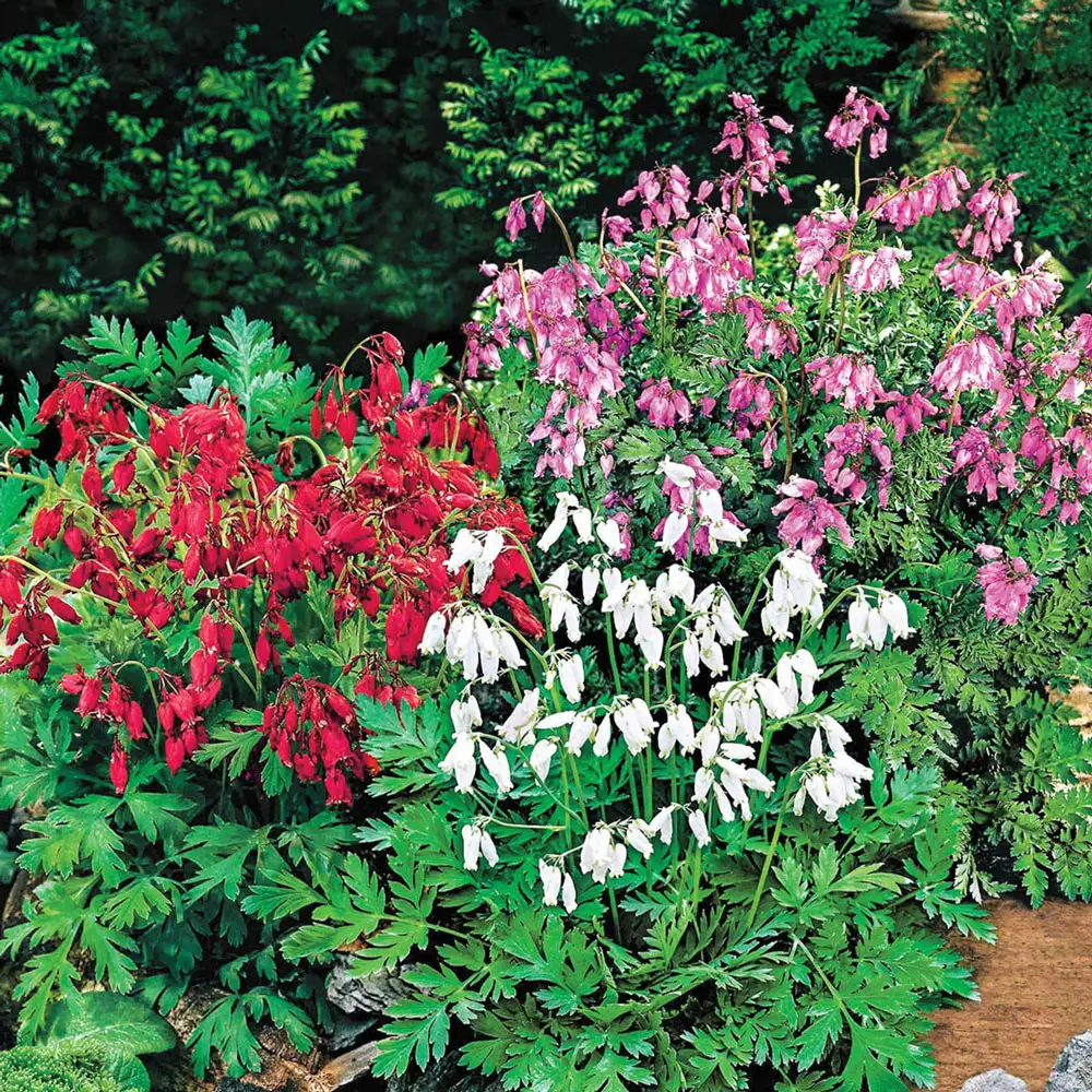 Reblooming Dwarf Bleeding Heart Mix