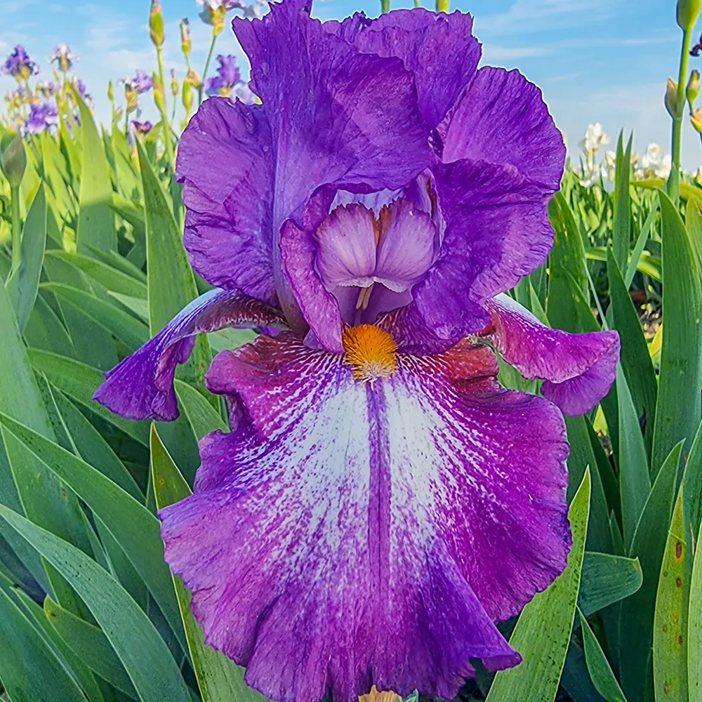 Reblooming German Iris Aubergine a la Mode