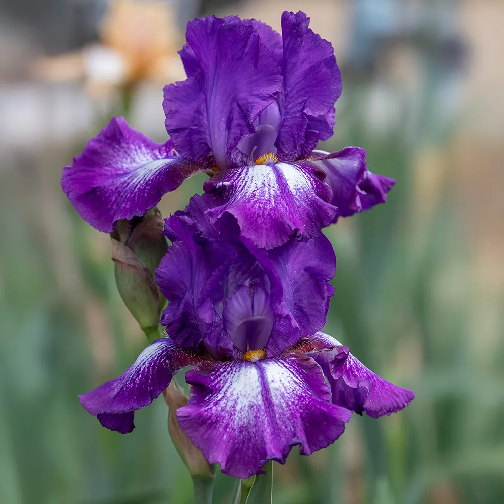 Reblooming German Iris Aubergine a la Mode - Image 2