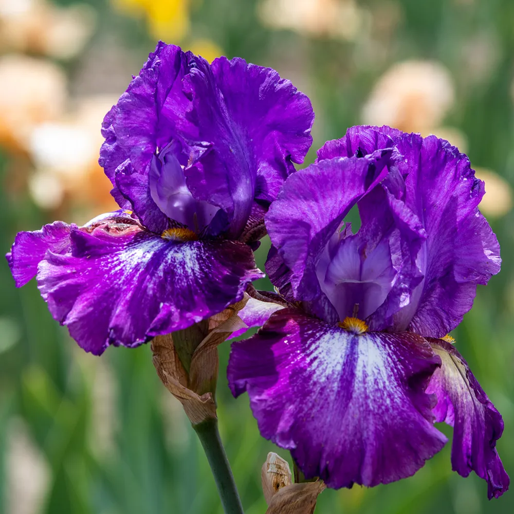 Reblooming German Iris Aubergine a la Mode - Image 3