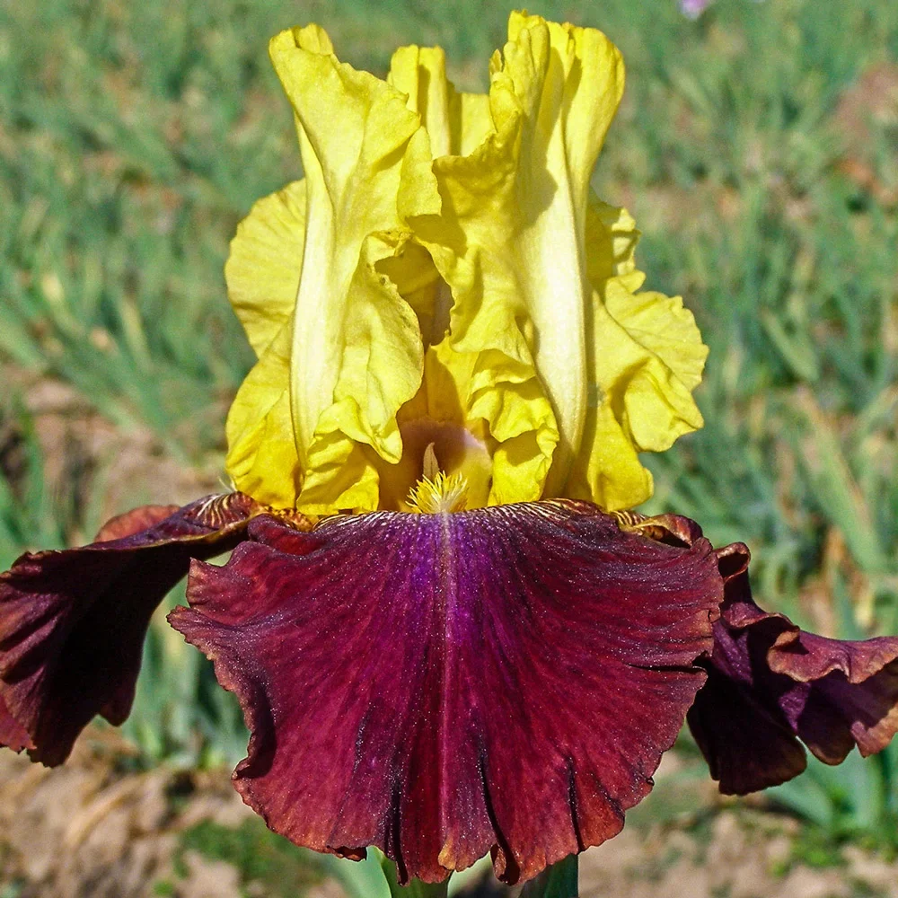Reblooming German Iris Blatant