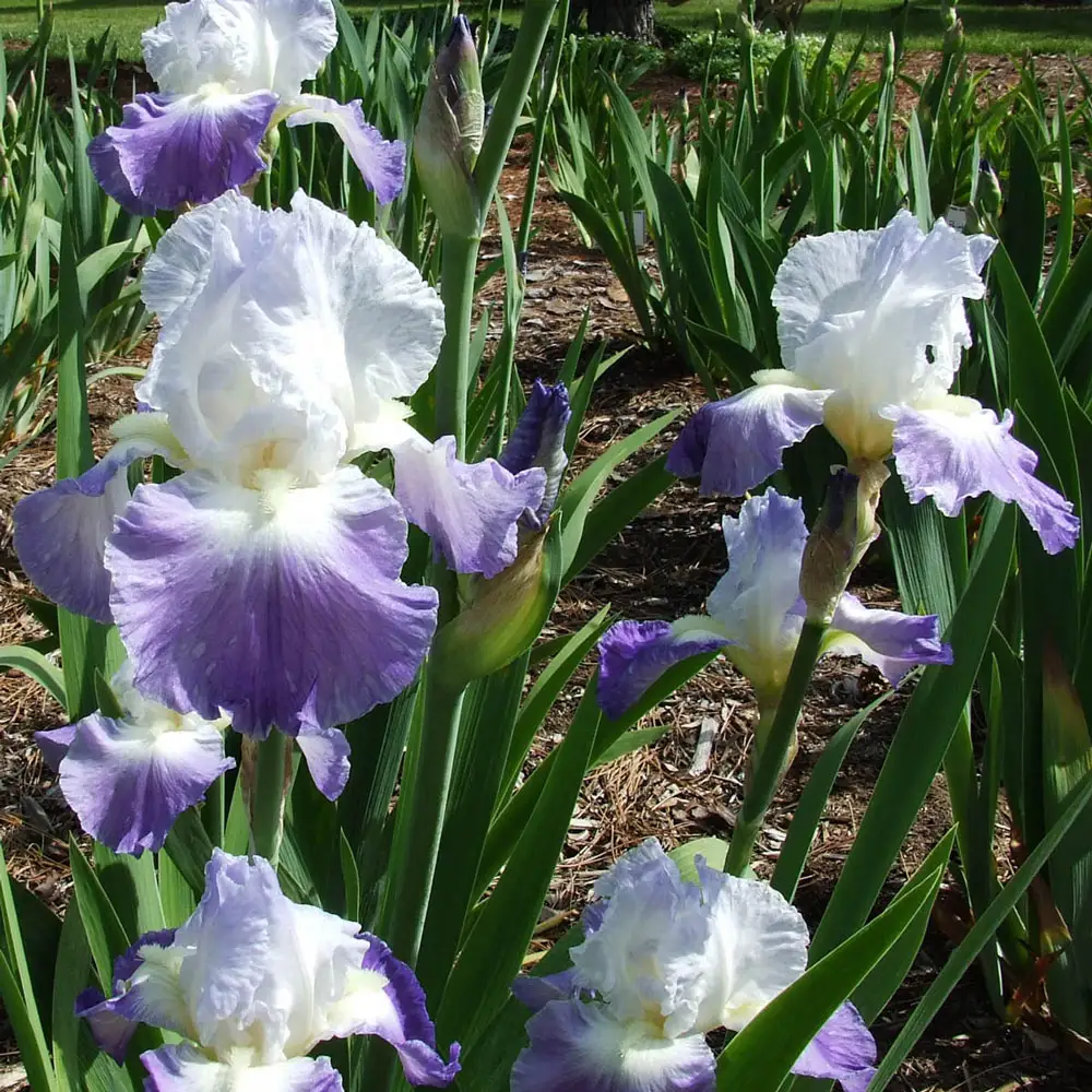 Reblooming German Iris Clarence - Image 2