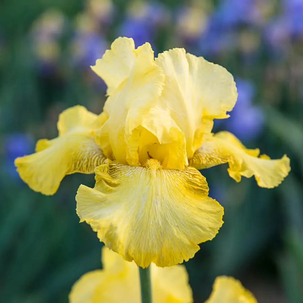 Reblooming German Iris Harvest of Memories - Image 3