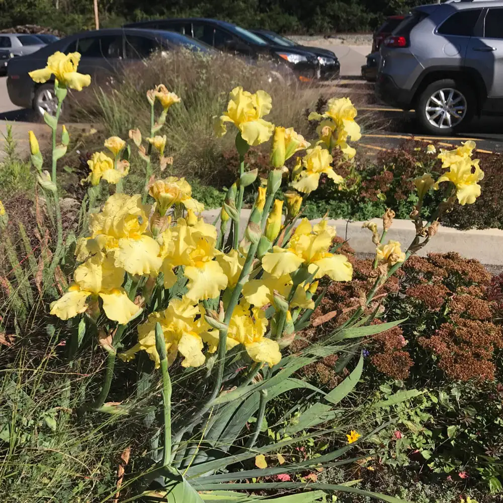Reblooming German Iris Harvest of Memories - Image 4