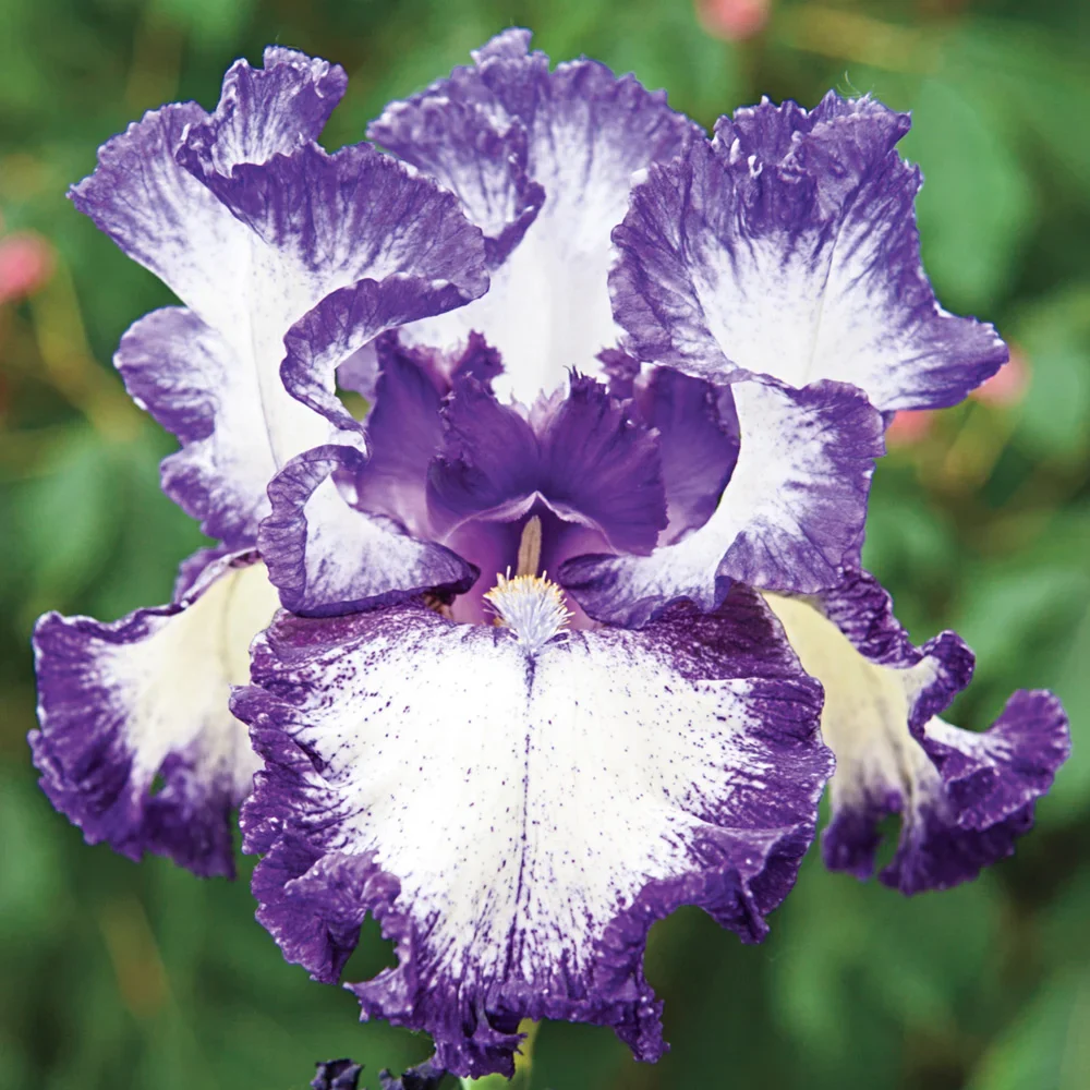 Reblooming German Iris Hemstitched