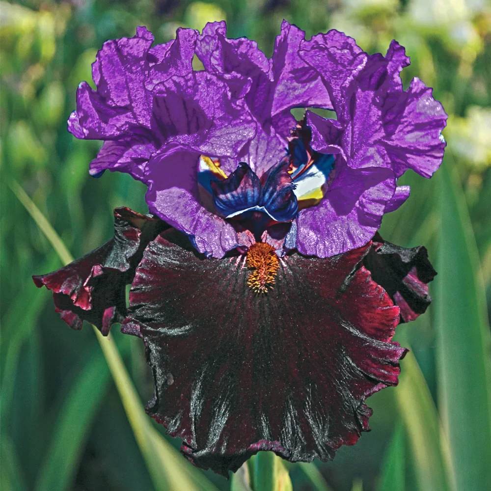 Reblooming German Iris I'm Back