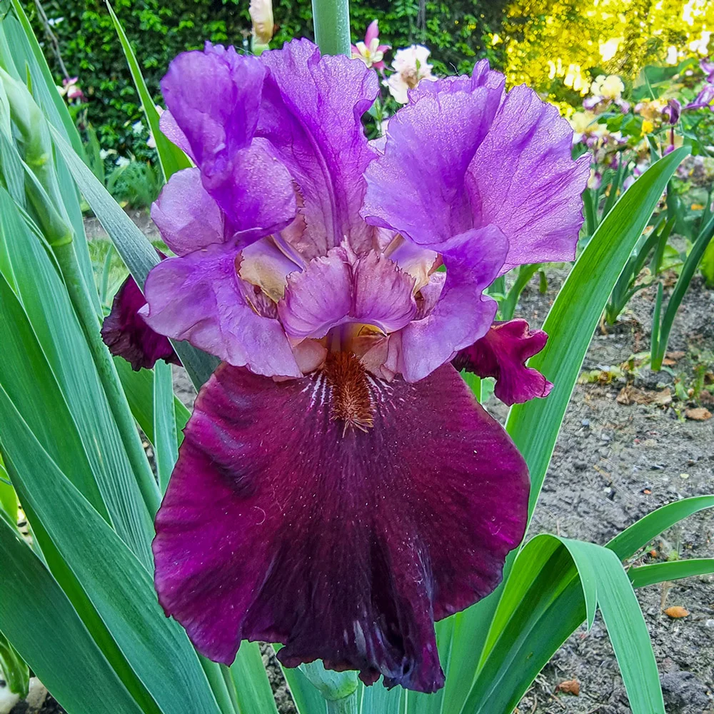 Reblooming German Iris I'm Back - Image 3