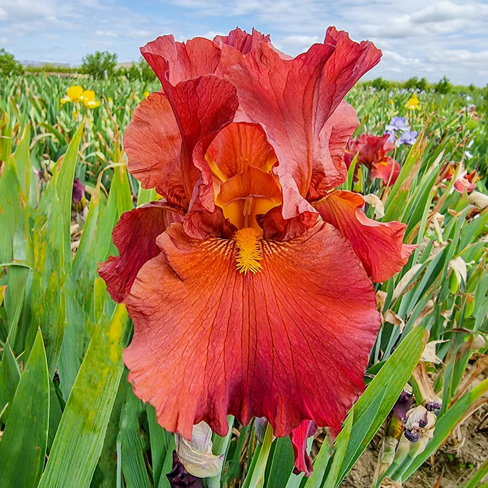 Reblooming German Iris Lest We Forget