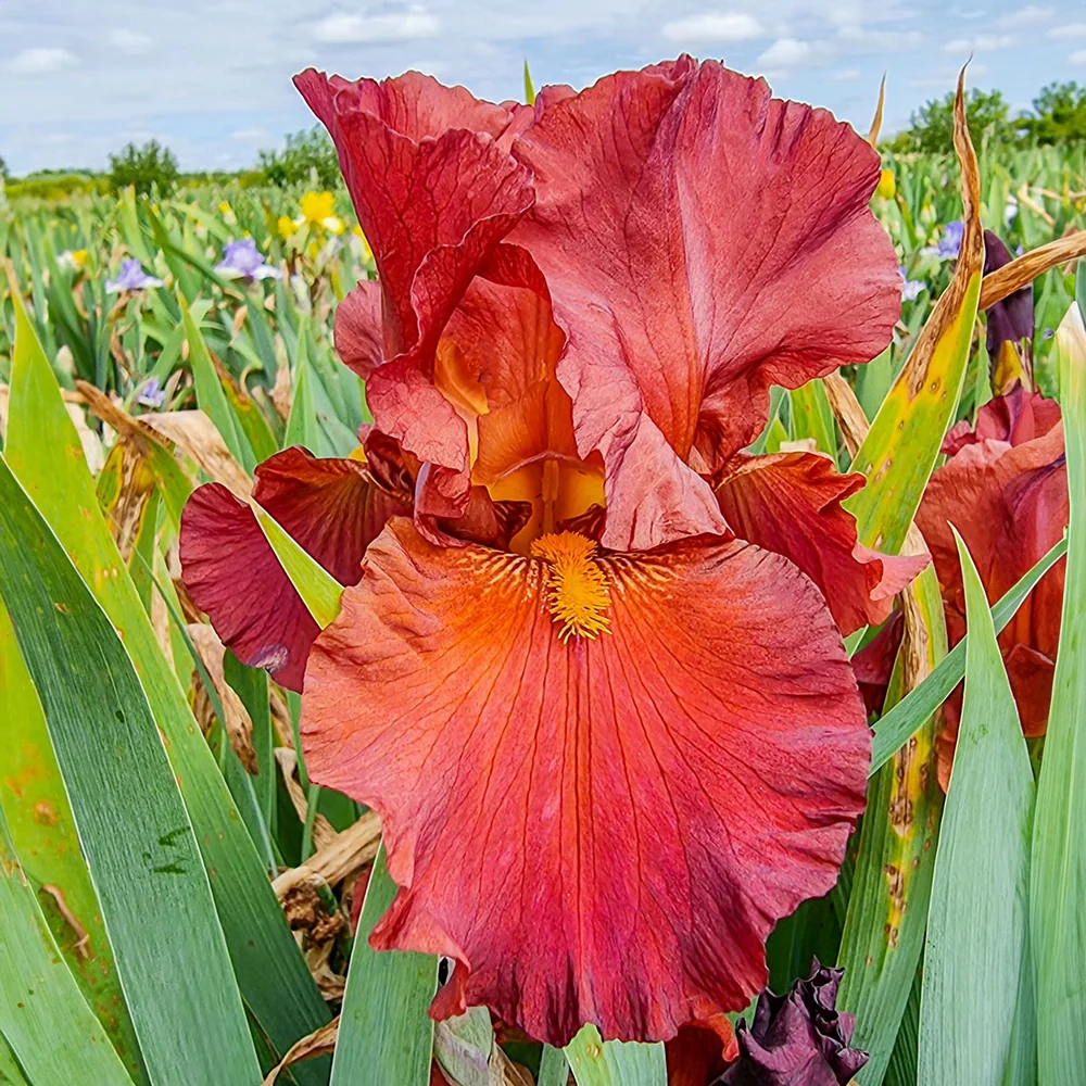 Reblooming German Iris Lest We Forget - Image 3