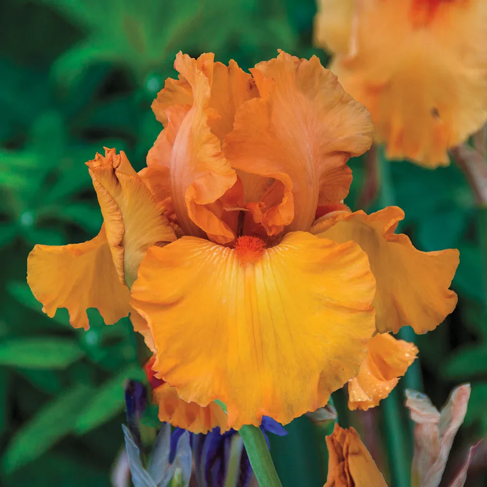 Reblooming German Iris Penny Lane