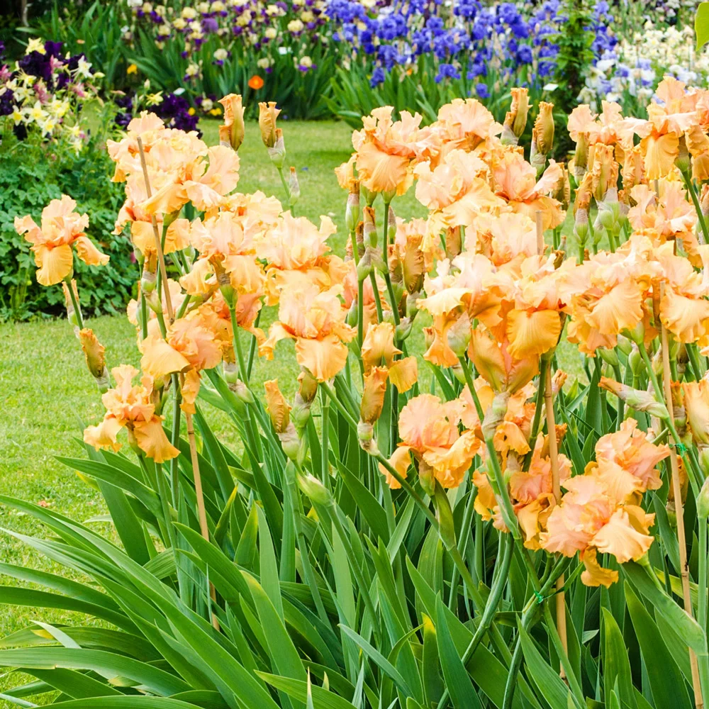 Reblooming German Iris Penny Lane - Image 2