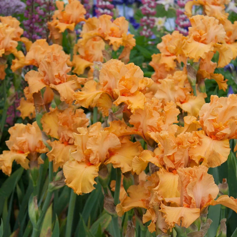 Reblooming German Iris Penny Lane - Image 3