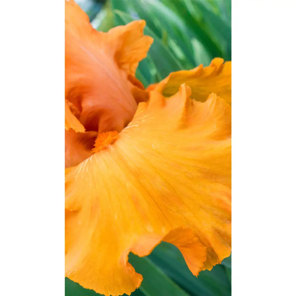 Reblooming German Iris Penny Lane - Image 4