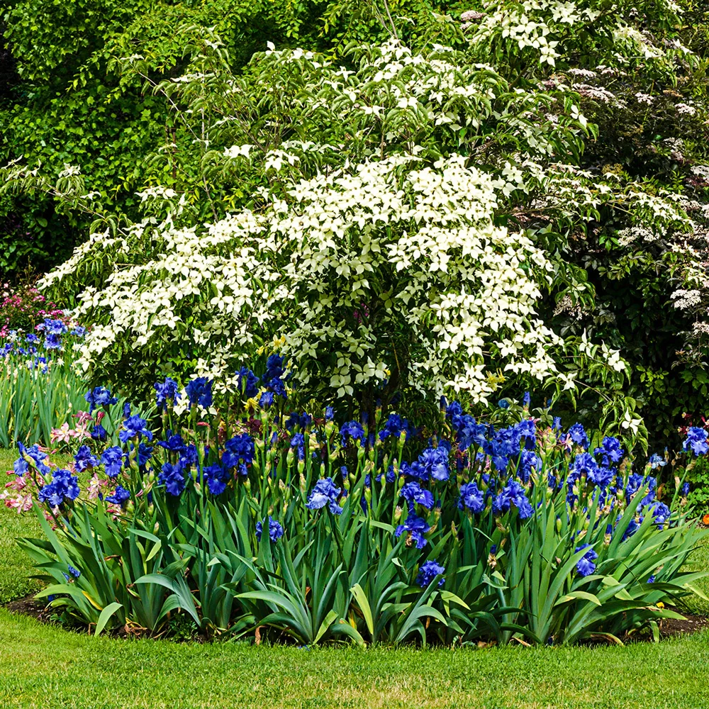 Reblooming German Iris Victoria Falls - Image 2