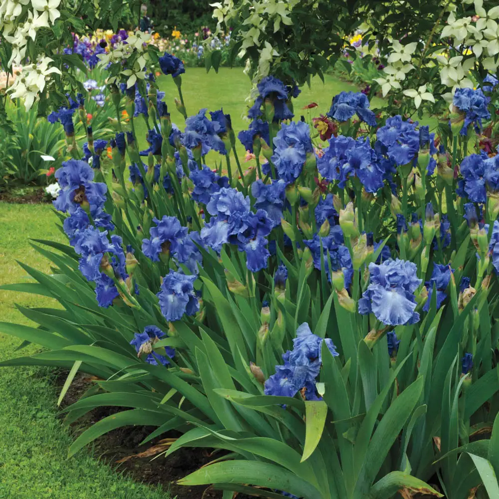 Reblooming German Iris Victoria Falls - Image 3