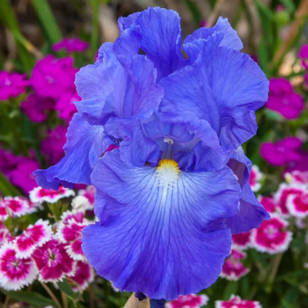 Reblooming German Iris Victoria Falls - Image 4