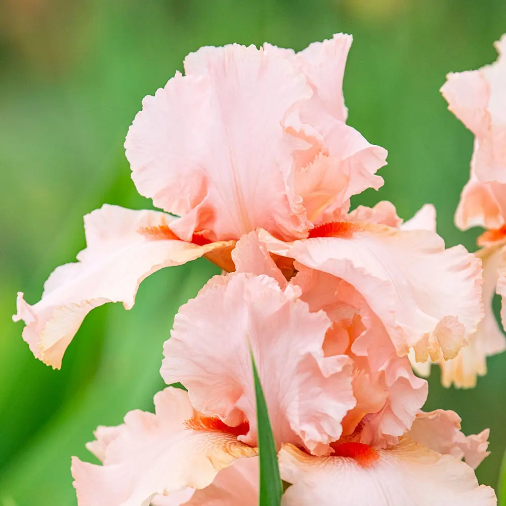 Reblooming German Peggy Sue - Image 2