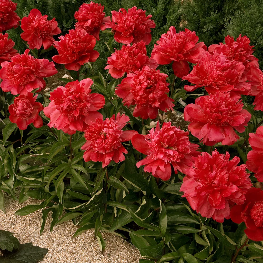 Double Peony Red