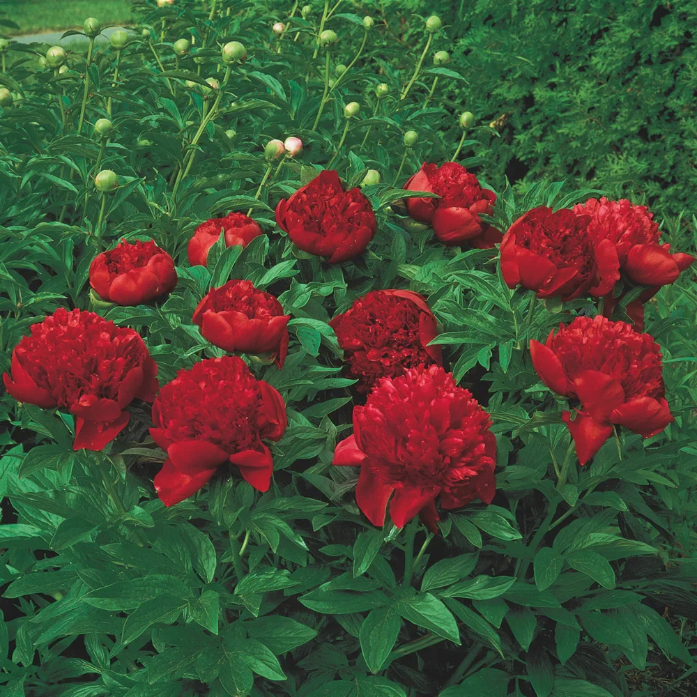 Double Peony Red - Image 2
