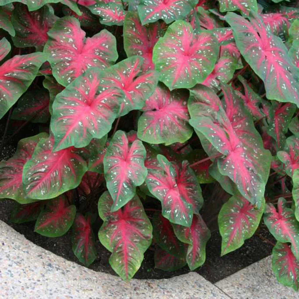 Caladium Red Flash - Image 2