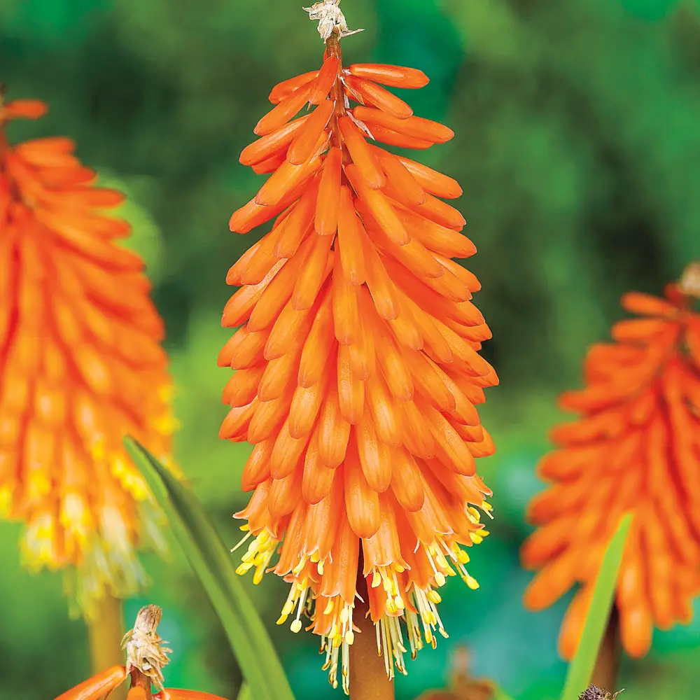Red Hot Poker Alcazar - Image 5