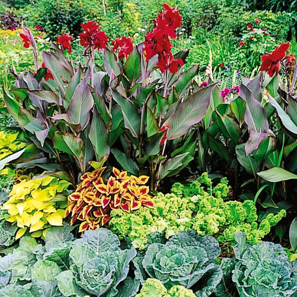 Giant Canna Red King Humbert - Image 2