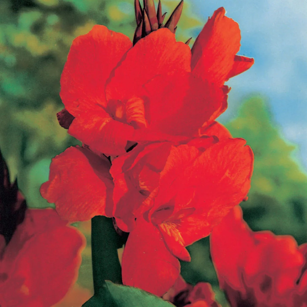 Giant Canna Red King Humbert - Image 3
