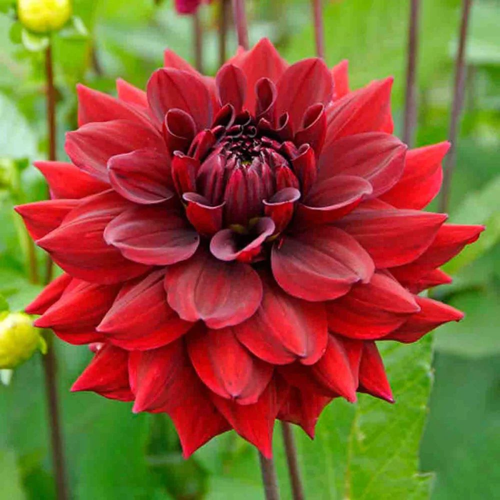 Large Decorative Dahlia Arabian Night