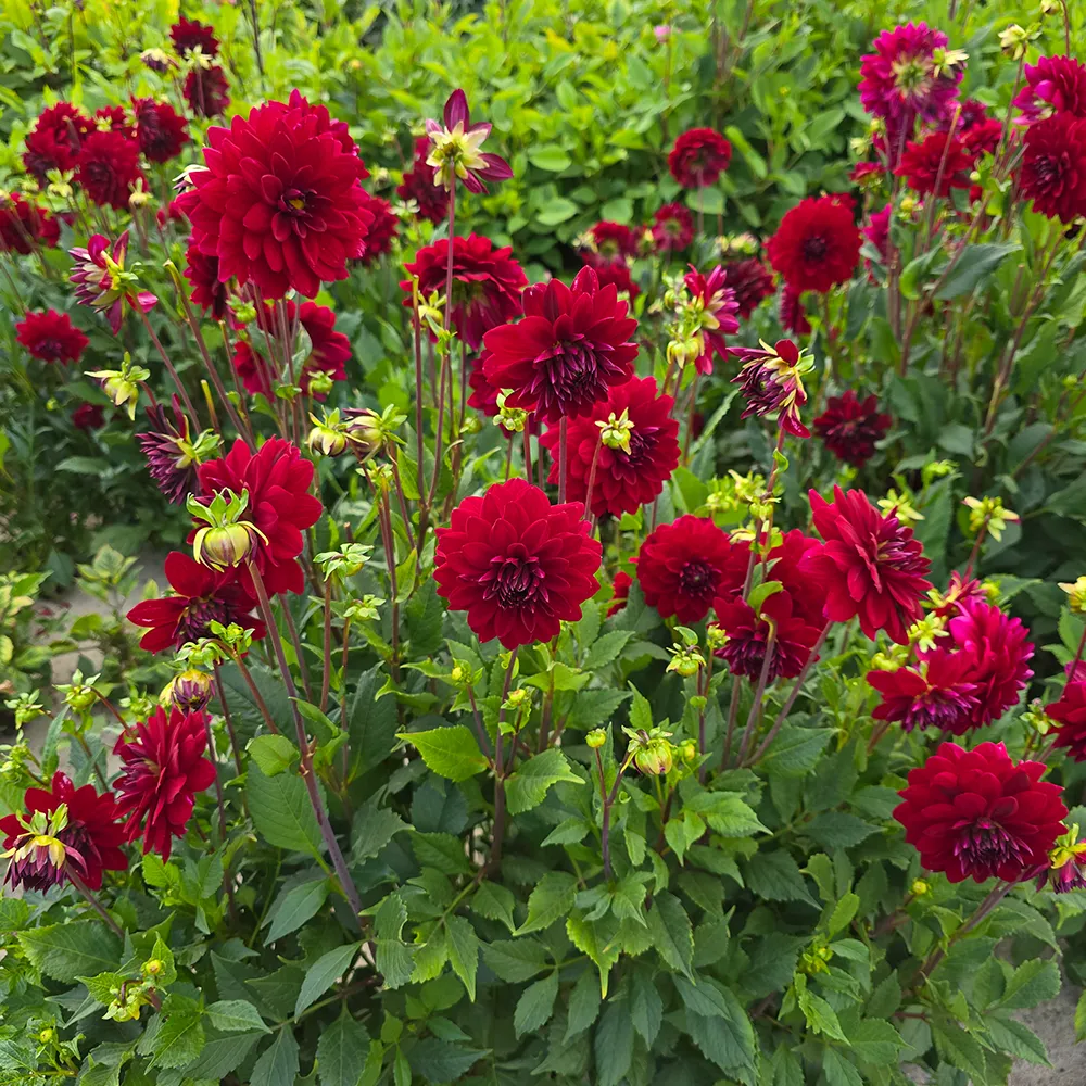 Large Decorative Dahlia Arabian Night - Image 2