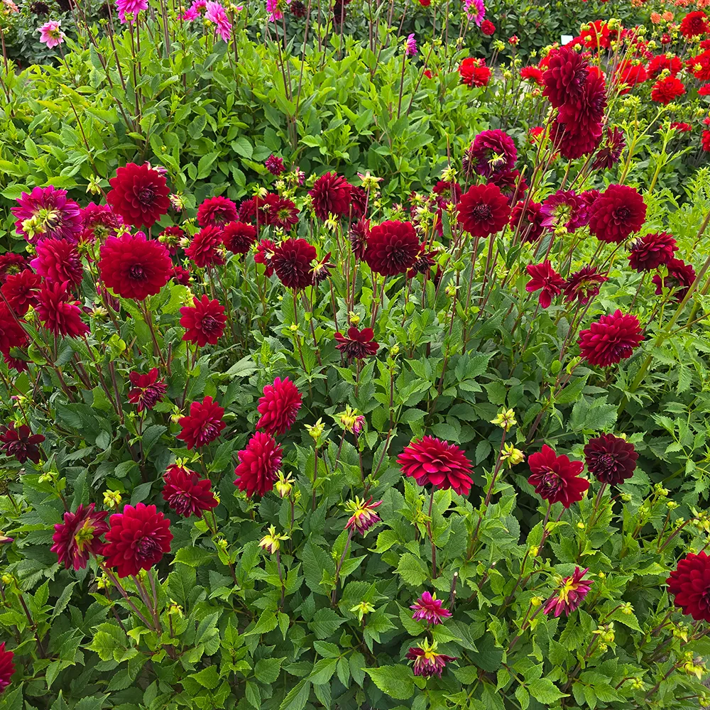 Large Decorative Dahlia Arabian Night - Image 3
