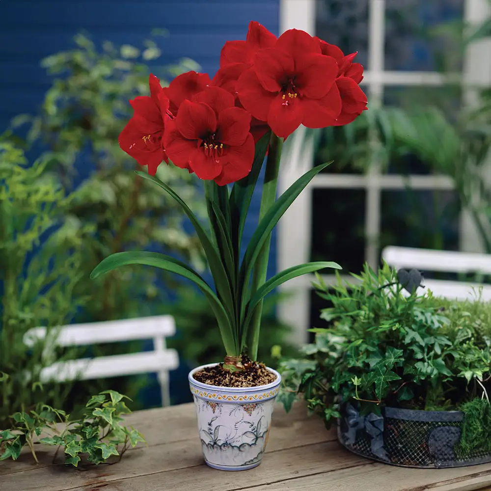 Amaryllis Red Lion - Image 3